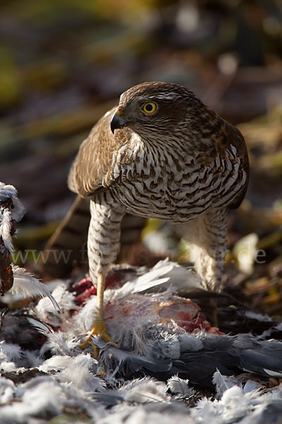 Sperber (Accipiter nisus)