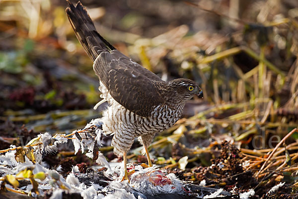 Sperber (Accipiter nisus)