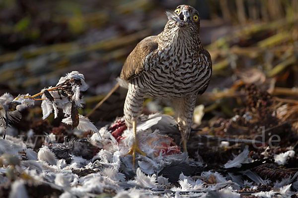 Sperber (Accipiter nisus)