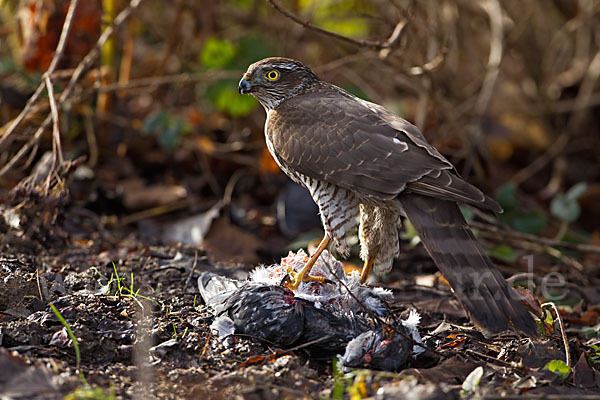 Sperber (Accipiter nisus)