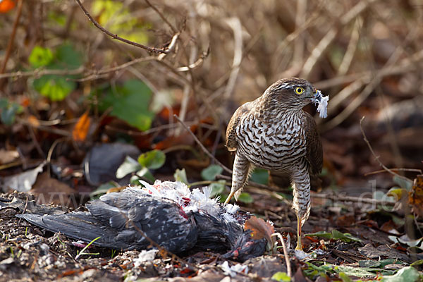 Sperber (Accipiter nisus)