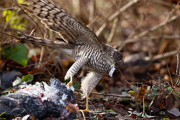 Sperber (Accipiter nisus)