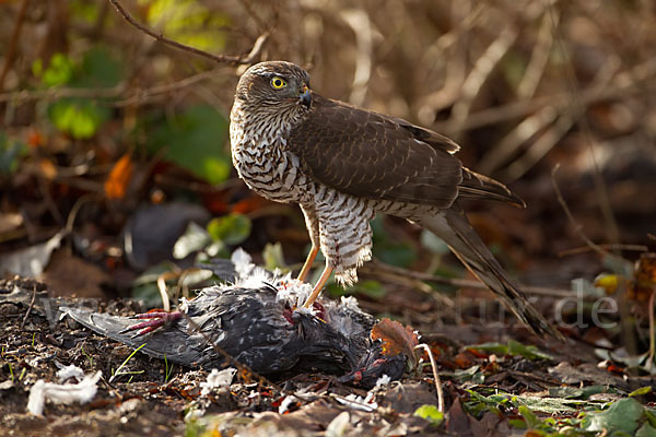 Sperber (Accipiter nisus)