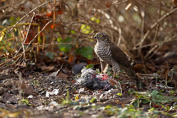 Sperber (Accipiter nisus)