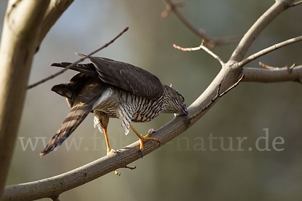 Sperber (Accipiter nisus)