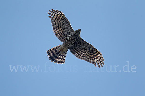 Sperber (Accipiter nisus)