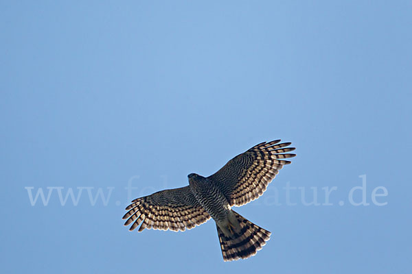 Sperber (Accipiter nisus)