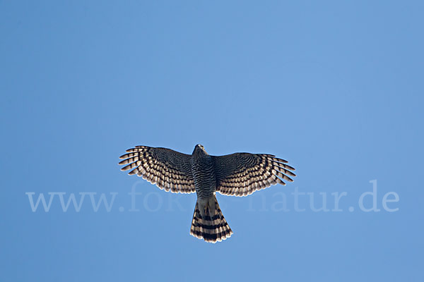 Sperber (Accipiter nisus)