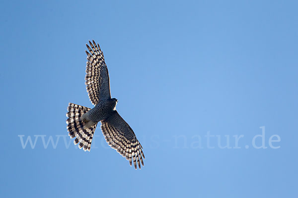 Sperber (Accipiter nisus)