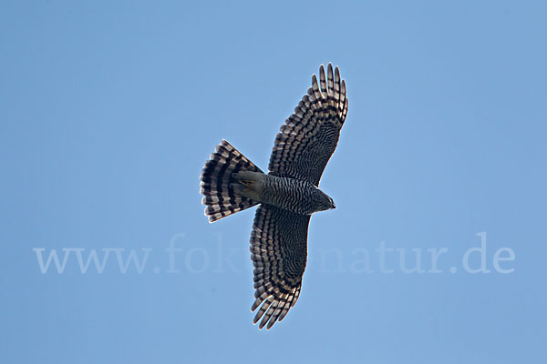 Sperber (Accipiter nisus)