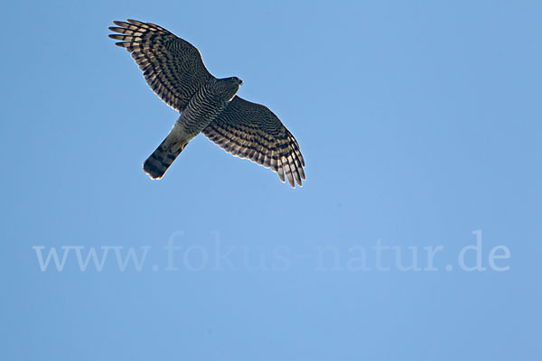 Sperber (Accipiter nisus)