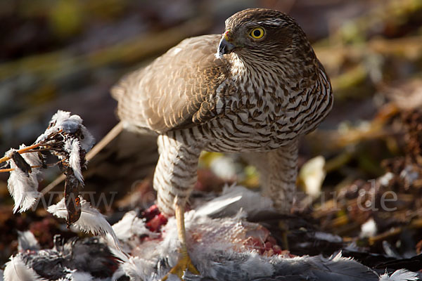 Sperber (Accipiter nisus)