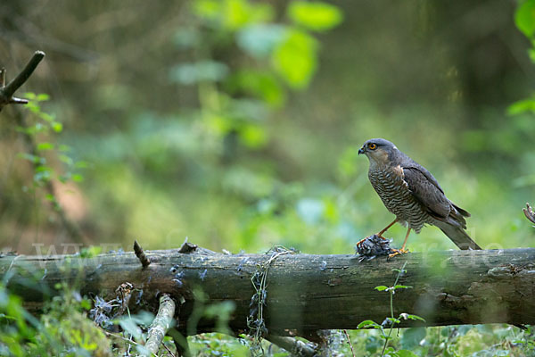 Sperber (Accipiter nisus)