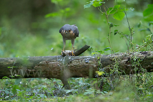 Sperber (Accipiter nisus)