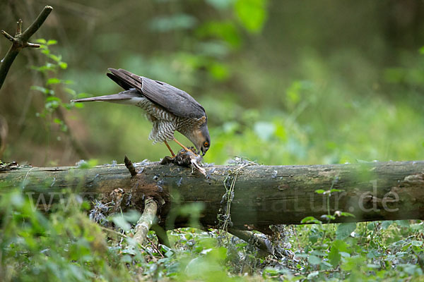 Sperber (Accipiter nisus)