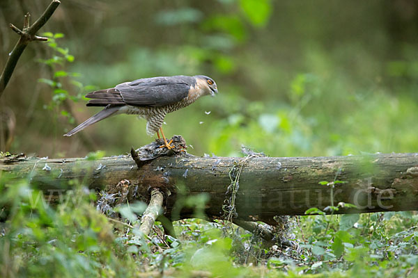 Sperber (Accipiter nisus)