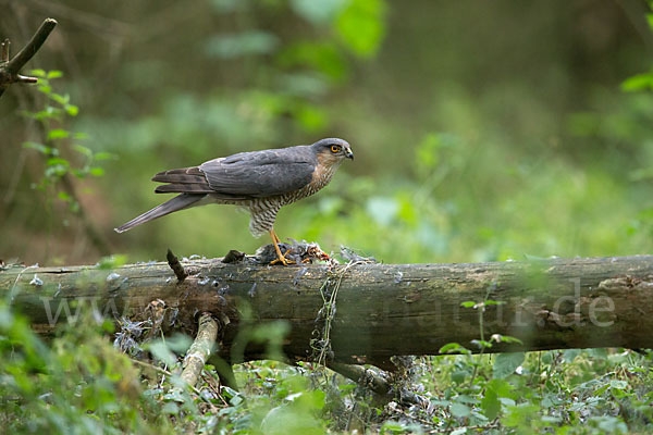 Sperber (Accipiter nisus)