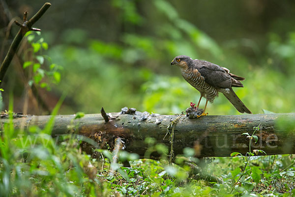 Sperber (Accipiter nisus)