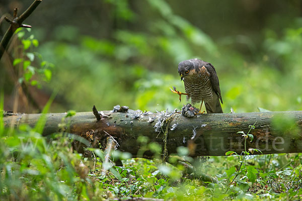 Sperber (Accipiter nisus)