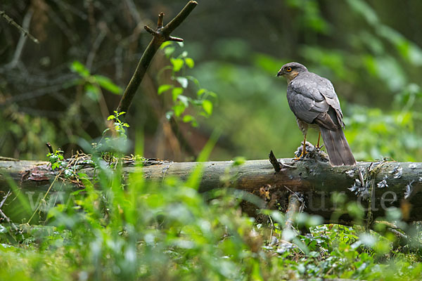 Sperber (Accipiter nisus)