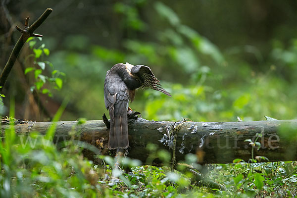 Sperber (Accipiter nisus)