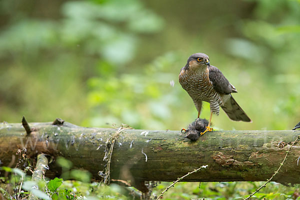 Sperber (Accipiter nisus)