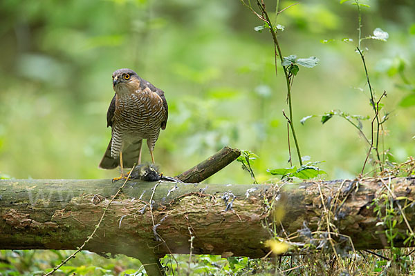 Sperber (Accipiter nisus)