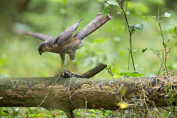 Sperber (Accipiter nisus)