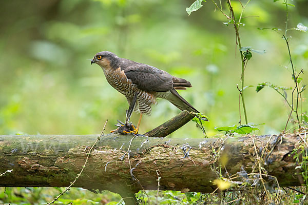 Sperber (Accipiter nisus)