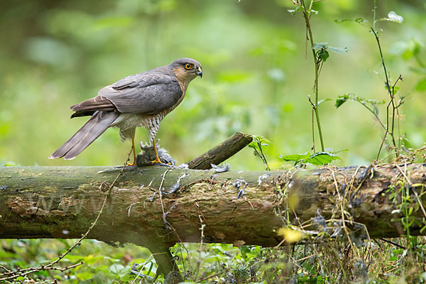 Sperber (Accipiter nisus)