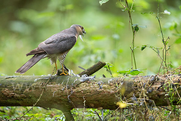 Sperber (Accipiter nisus)