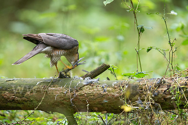 Sperber (Accipiter nisus)