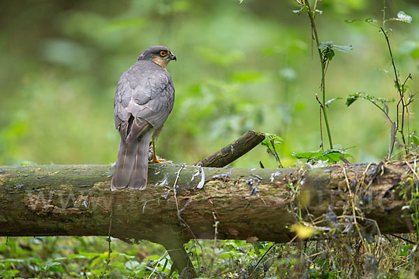 Sperber (Accipiter nisus)