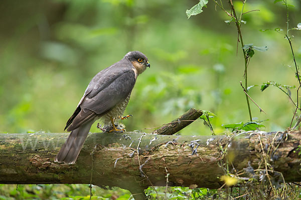 Sperber (Accipiter nisus)