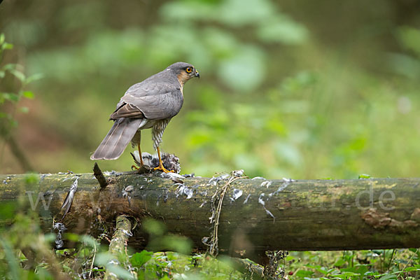 Sperber (Accipiter nisus)