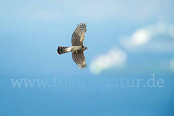 Sperber (Accipiter nisus)