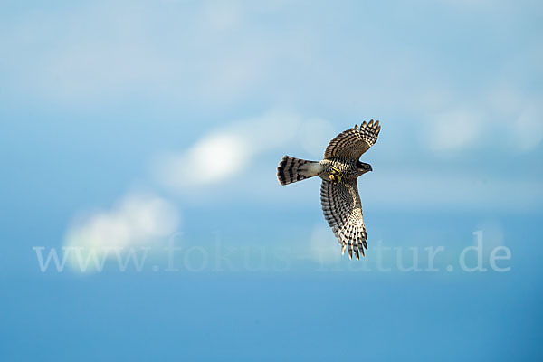 Sperber (Accipiter nisus)