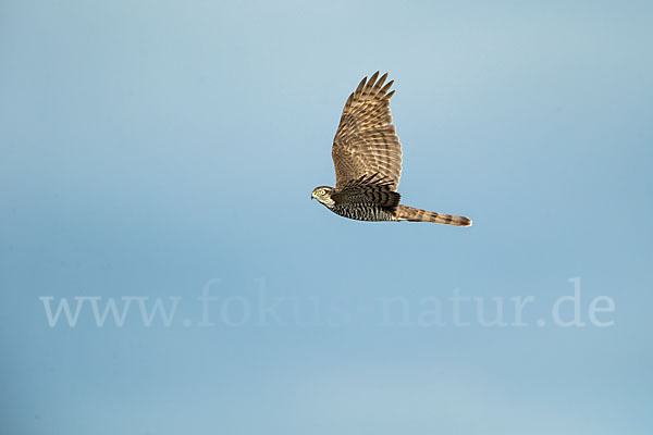 Sperber (Accipiter nisus)