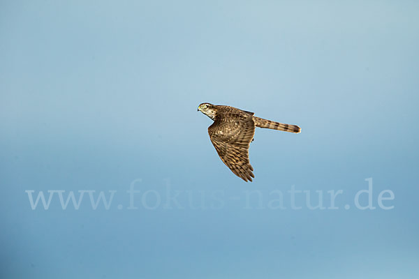 Sperber (Accipiter nisus)