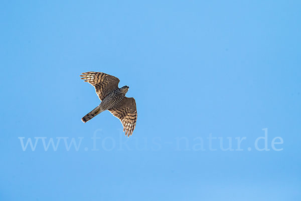 Sperber (Accipiter nisus)