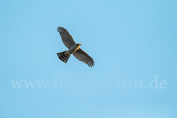 Sperber (Accipiter nisus)