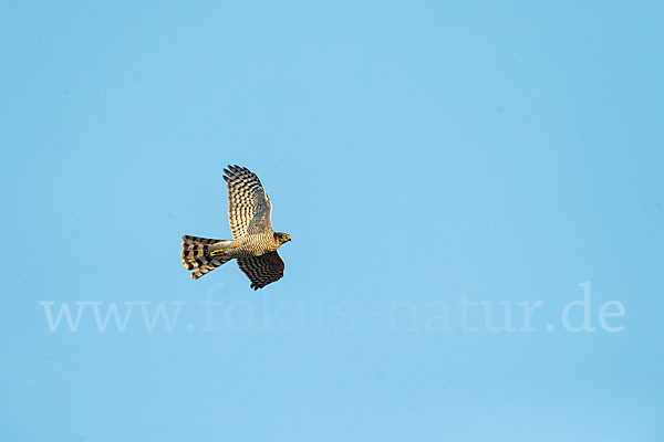 Sperber (Accipiter nisus)