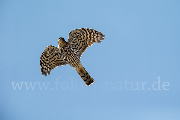 Sperber (Accipiter nisus)