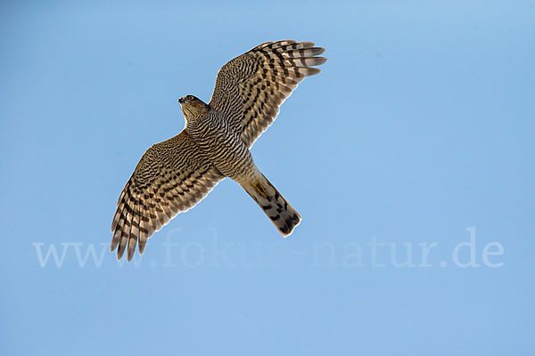 Sperber (Accipiter nisus)