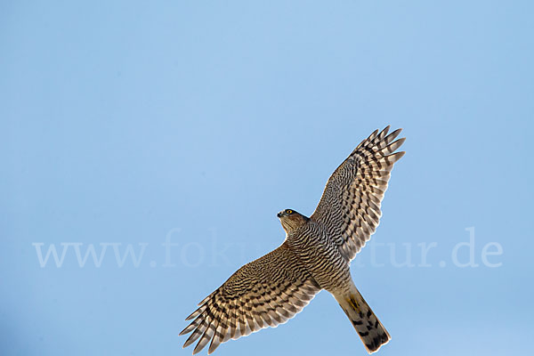 Sperber (Accipiter nisus)