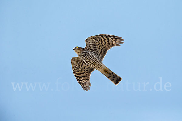 Sperber (Accipiter nisus)