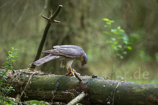 Sperber (Accipiter nisus)