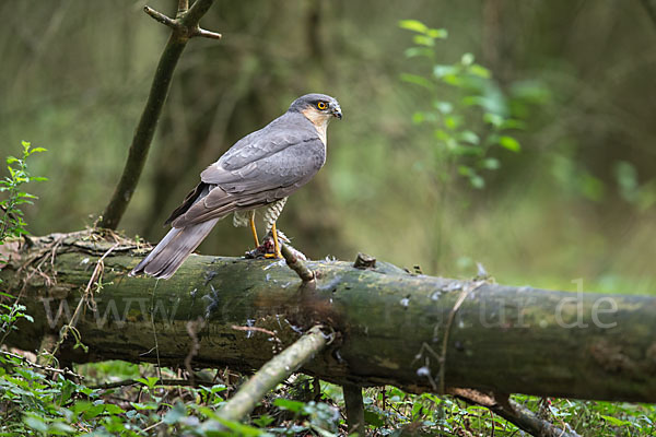 Sperber (Accipiter nisus)