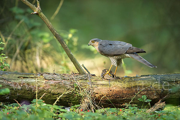 Sperber (Accipiter nisus)