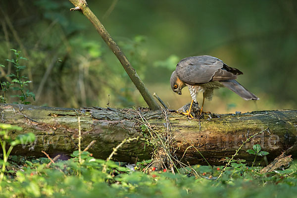 Sperber (Accipiter nisus)